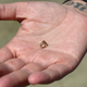 Image for article titled Woman Finds 3.72-Carat Yellow Diamond While Watching YouTube Video on How to Find Diamonds